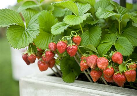 Raised beds are ideal for strawberries to help promote soil drainage, soil warming, weed control and harvesting of berries. In beds with plastic or mulch (preferably with drip irrigation underneath), set plants 8 to 14 inches apart. If beds are not used, set the plants 12 to 24 inches apart with 36 to 48 inches between rows.